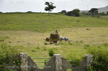 Carriage_ride_to_Guardalavaca,_DSC3215_b_B740