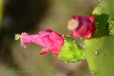 Ensenachos-Beach,_DSC_9700_b_H600