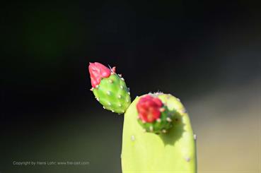 Ensenachos-Beach,_DSC_9702_b_H600