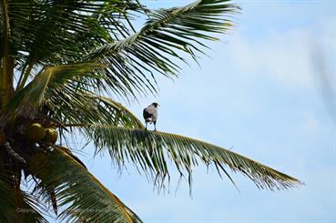 Ensenachos-Beach,_DSC_9773_b_H600