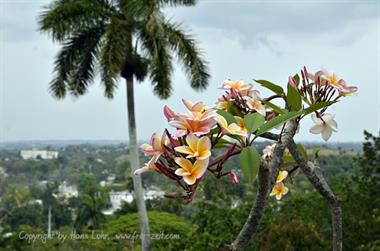 Finca-Hemingway,_Cuba_DSC1874_b_B740