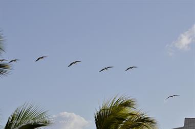 Hotel-Paradisus,_Varadero,_DSC1935_b_B740