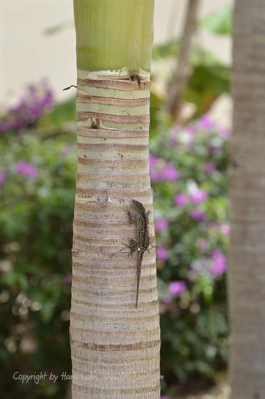 Hotel-Paradisus,_Varadero,_DSC2351_b_B555