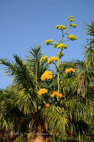 Iberostar_Ensenachos,_DSC_9487_b_H600