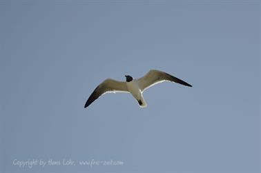 Playa_Perla_Blanca,_Cayo_Santa_Maria,_DSC2947_b_B740