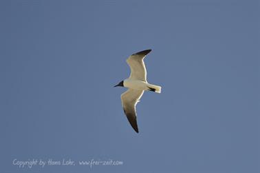 Playa_Perla_Blanca,_Cayo_Santa_Maria,_DSC2948_b_B740