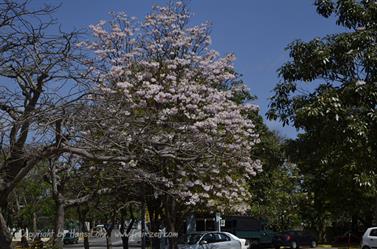 Varadero-Village,_Sightseeing,_DSC2010_b_B740