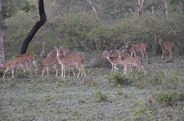 Bandipur-Nationalpark_DSC5022_H600