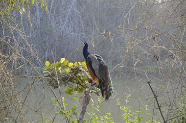 Bandipur-Nationalpark_DSC5035_H600