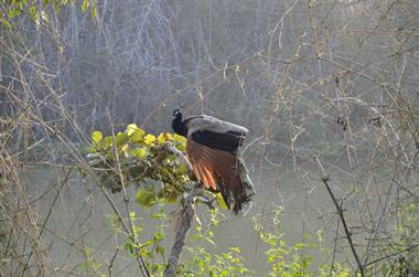 Bandipur-Nationalpark_DSC5037_H600