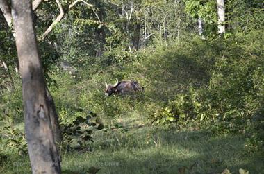 Bandipur-Nationalpark_DSC5049_H600