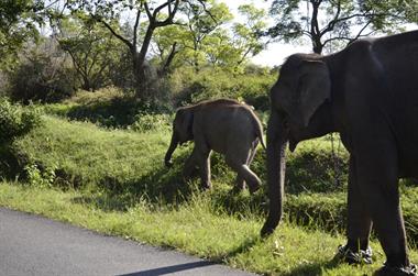 Bandipur-Nationalpark_DSC5062_H600