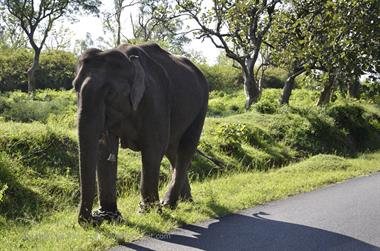 Bandipur-Nationalpark_DSC5066_H600