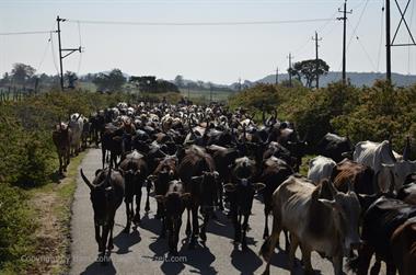 Bandipur-Nationalpark_DSC5075_H600