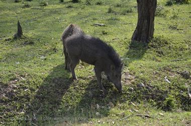 Bandipur-Nationalpark_DSC5125_H600