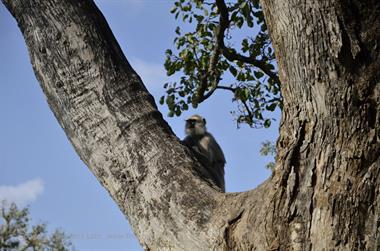 Bandipur-Nationalpark_DSC5128_H600