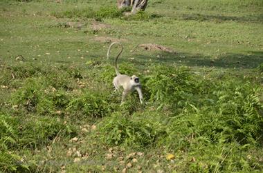 Bandipur-Nationalpark_DSC5132_H600