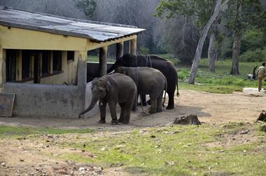 Bandipur-Nationalpark_DSC5133_H600