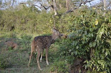 Bandipur-Nationalpark_DSC5139_H600