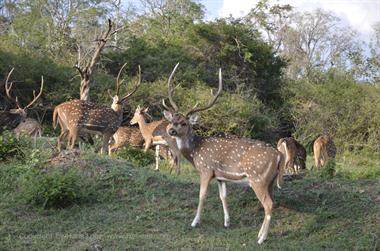 Bandipur-Nationalpark_DSC5141_H600