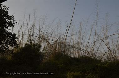 Bandipur-Nationalpark_DSC5145_H600