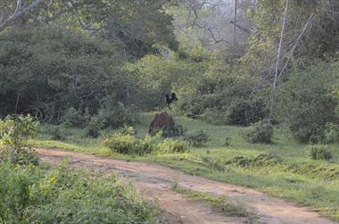 Bandipur-Nationalpark_DSC5147_H600