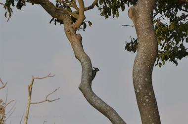 Bandipur-Nationalpark_DSC5150_H600