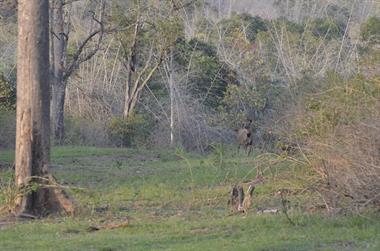 Bandipur-Nationalpark_DSC5154_H600