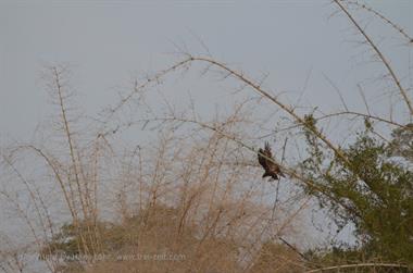 Bandipur-Nationalpark_DSC5158_H600