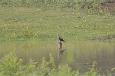 Bandipur-Nationalpark_DSC5161_H600