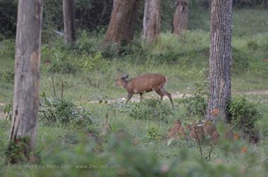 Bandipur-Nationalpark_DSC5175_H600