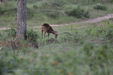 Bandipur-Nationalpark_DSC5177_H600