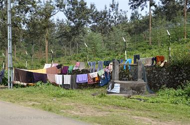 Thekkady_DSC7158_H600