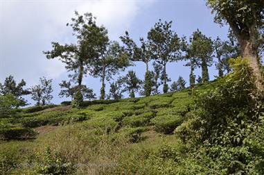 Thekkady_DSC7162_H600