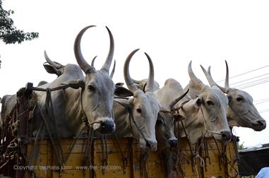 Thekkady_DSC7252_H600