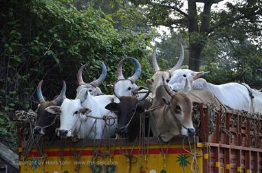 Thekkady_DSC7264_H600