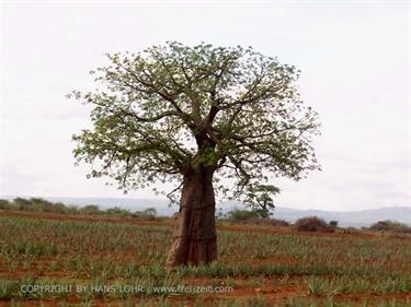 KENYA_2007,_Safari,_Tsavo_NP,_DSC04947_2H488