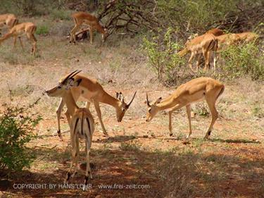 KENYA_2007,_Safari,_Tsavo_NP,_DSC04963H488