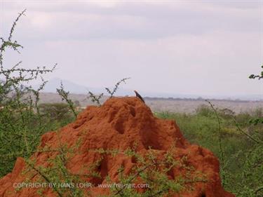 KENYA_2007,_Safari,_Tsavo_NP,_DSC04966H488