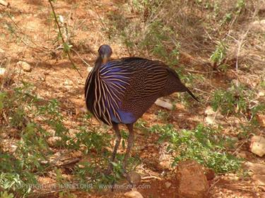 KENYA_2007,_Safari,_Tsavo_NP,_DSC04967H488