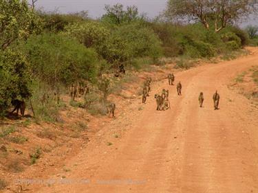 KENYA_2007,_Safari,_Tsavo_NP,_DSC04969H488