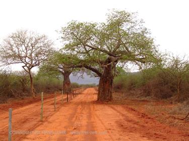 KENYA_2007,_Safari,_Tsavo_NP,_DSC04987H488