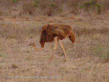 KENYA_2007,_Safari,_Tsavo_NP,_DSC04995H488