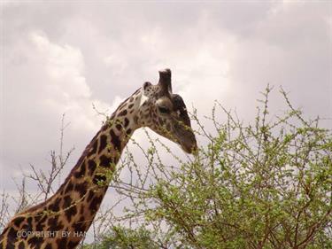 KENYA_2007,_Safari,_Tsavo_NP,_DSC05001H488