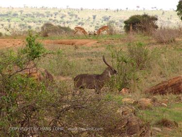 KENYA_2007,_Safari,_Tsavo_NP,_DSC05017H488