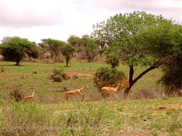 KENYA_2007,_Safari,_Tsavo_NP,_DSC05019H488