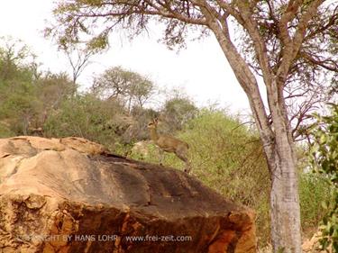 KENYA_2007,_Safari,_Tsavo_NP,_DSC05043H488