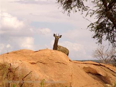 KENYA_2007,_Safari,_Tsavo_NP,_DSC05048H488