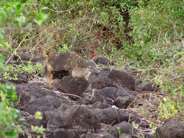 KENYA_2007,_Safari,_Tsavo_NP,_DSC05100H488