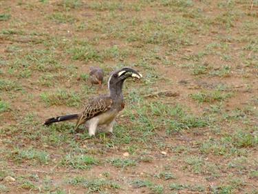 KENYA_2007,_Safari,_Tsavo_NP,_DSC05120H488